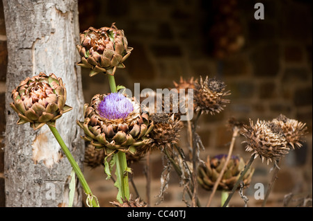 Schneiden von Karden, Cynara Cardunculus, Austrocknung in einer Anzeige Stockfoto