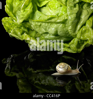 Studio-Fotografie von einem gelben Grove Schnecke und Kopfsalat Blatt in dunklen reflektierende Rückseite Stockfoto