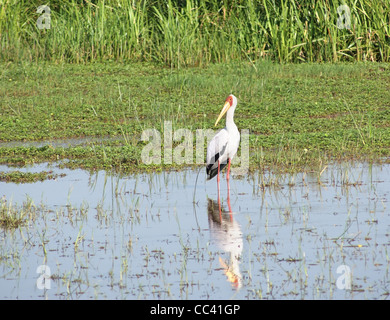 ein Vogel namens "Yellow-billed Storch' in Uganda (Afrika) im sonnigen Ambiente Stockfoto