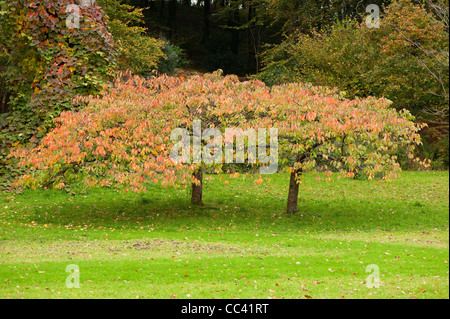 Prunus 'Shogetsu' AGM, japanische blühende Kirsche, im Herbst Stockfoto