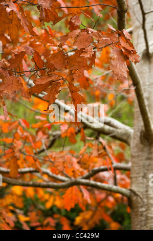 Roteiche, Quercus Rubra, im Herbst Stockfoto