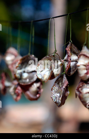 Schneiden Sie offene Fisch (Hiraki) trocknen in der Sonne hängen an einem Draht in Ampangorinana, Nosy Komba, Nordwest-Madagaskar, Afrika Stockfoto