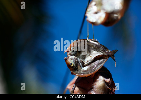 Schneiden Sie offene Fisch (Hiraki) trocknen in der Sonne hängen an einem Draht in Ampangorinana, Nosy Komba, Nordwest-Madagaskar, Afrika Stockfoto