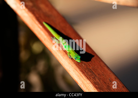 Ein grüner Madagaskar-Tagesgecko (Phelsuma madagascariensis) in der Sonne in Nosy Komba, Madagaskar Stockfoto