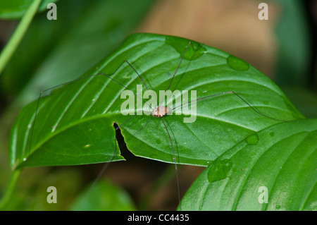 Harvestman (Phalangium Opilio), Costa Rica Stockfoto