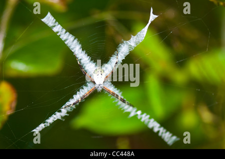 Silberne Spinne Wespenspinne (Argiope Argentata), Costa Rica Stockfoto