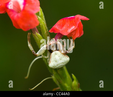 Goldrute Spider (Misumena Vatia), Costa Rica Stockfoto