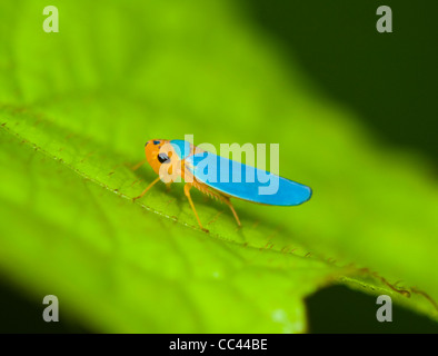 Cicadellid Leafhopper, San Vito, Costa Rica, Provinz Puntarenas Stockfoto