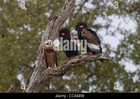 Zwei Erwachsene und ein Jugendlicher Bateleur Adler Stockfoto