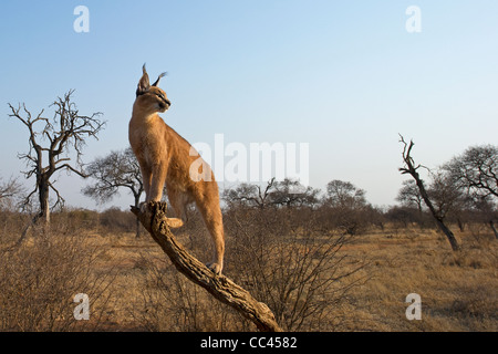 Caracal auf einem Toten Ast Stockfoto