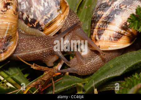 Garten-Schnecken (Helix Aspersa: Helicidae), kommen zusammen in Balz, UK. Stockfoto