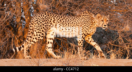 Ein Gepard Wandern bei Sonnenuntergang Stockfoto