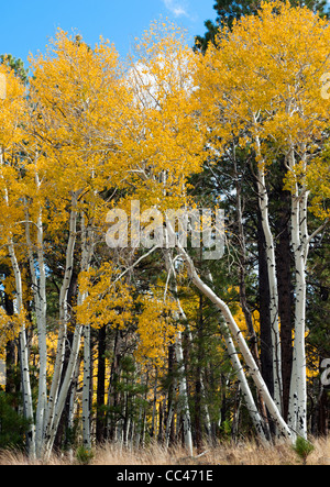 Autumn in Colorado, aspen trees landscape Stockfoto