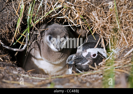 Magellan-Pinguin (Spheniscus Magellanicus) mit Küken im Fuchsbau, Isla Yecapasela im Estancia Harberton, Ushuaia, Argentinien Stockfoto