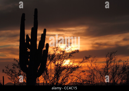 Saguaro-Silhouette in Sonora-Wüste Abendfeuer beleuchteten Himmel Stockfoto