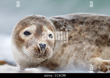 Porträt von juvenile grau versiegeln; Latein: Halichoerus grypus Stockfoto