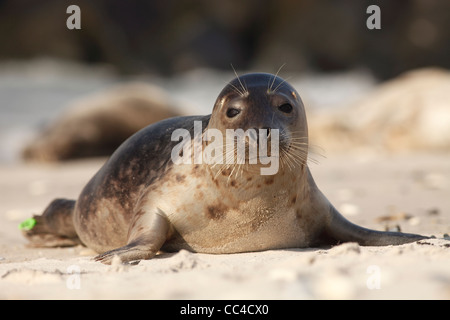 Kegelrobben; Latein: Halichoerus grypus Stockfoto