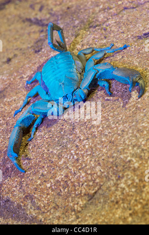 Eine Felsplatte Skorpion unter einem Ultra violettes Licht Stockfoto