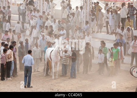 Marwari Pferde tanzen in Pushkar-Stadion Stockfoto