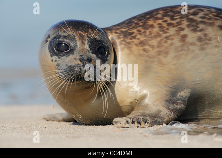 Juvenile Seehunde; Latein: Phoca Vitulina; Seehund, Harbor seal Stockfoto