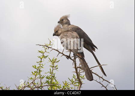 Ein paar graue gehen-weg Vögel Stockfoto