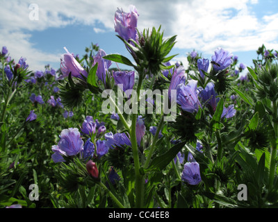 Lila Viper's Bugloss (Echium Plantagineum) Stockfoto