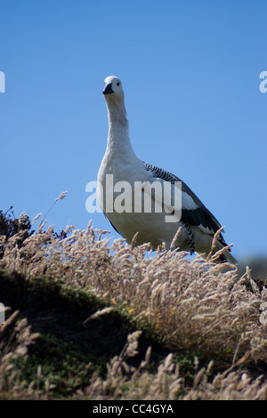 Männliche Upland Gans (Chloephaga Picta Leucoptera) auf der Karkasse Insel in den Falkland-Inseln Stockfoto