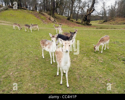 Bild von vielen zahmen Hirsche in Knole Park Sevenoaks Stockfoto