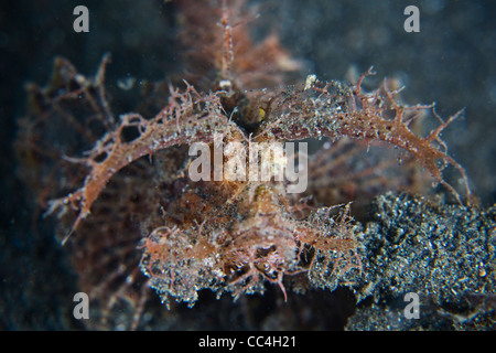 Ein Ambon Drachenköpfe (Pteroidichthys Amboinensis) nutzt zahlreiche Hautlappen und Filamente um zu tarnen sich an einem Korallenriff. Stockfoto