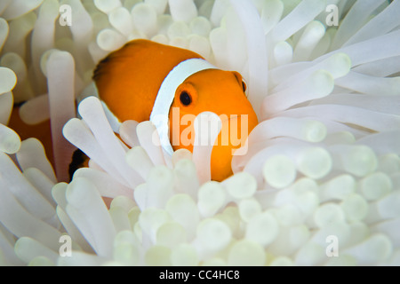 Ein falscher Clownfisch (Amphiprion Ocellaris) kuschelt sich in die gebleichten Tentakel der seine Host-Anemone (Heteractis Magnifica). Stockfoto