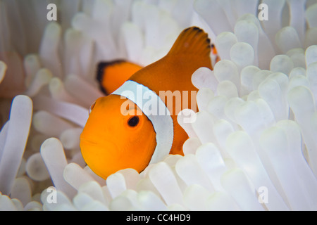 Ein falscher Clownfisch (Amphiprion Ocellaris) kuschelt sich in die gebleichten Tentakel der seine Host-Anemone (Heteractis Magnifica). Stockfoto