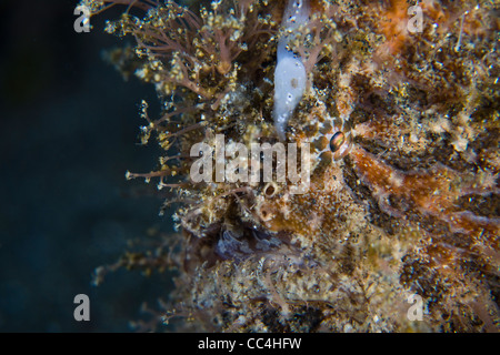 Eine behaarte oder gestreiften Anglerfisch (Antennarius Striatus) ist perfekt getarnt, wie sie auf einem sandigen Boden sitzt. Stockfoto