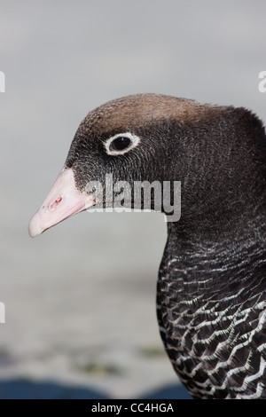 Weibliche Kelp Gans (Chloephaga Hybrida Malvinarum) am Strand auf Kadaver Insel, Falkland-Inseln: Stockfoto