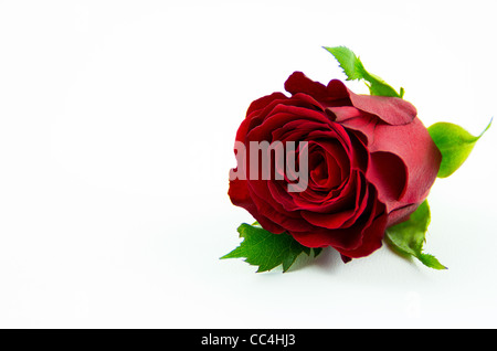 Floral Englisch einzelne rote Rose Stockfoto