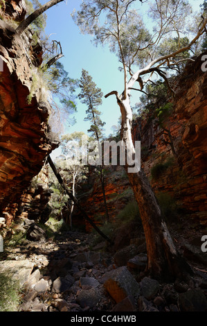 Blick auf Bäume im Canyon, Alligator Gorge, Mount Remarkable National Park, South Australia, Australien Stockfoto