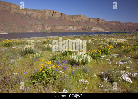 Pfeil Blättern Sie Balsamwurzel und Schwefel Lupine mit Rittersporn und Phlox blüht auf den Wiesen an den Ufern des Lake Lenore. Stockfoto