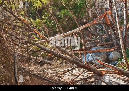 Einem eingestürzten Baum wegen zu starken Windes. Hurrikan-Stärke-Winde klopfte eine große Anzahl von Bäumen. Stockfoto