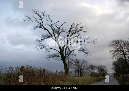 Kleine ländliche Straße neben Pantglas Hall in Llanfynydd, West Wales in Carmarethenshire. Stockfoto