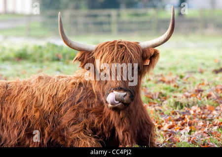 Highland Kuh leckt Nase hautnah an frostigen Herbsttag Stockfoto