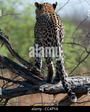 Afrika-Botswana-Tuba Baum-Leopard stehend in Baum-von hinten (Panthera Pardus) Stockfoto