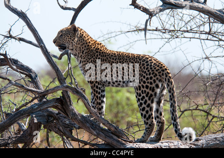 Afrika-Botswana-Tuba Baum-Leopard stehend im Baum (Panthera Pardus) Stockfoto