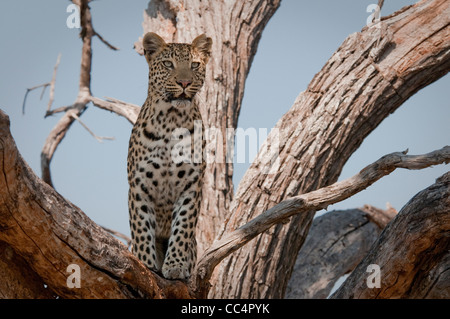 Afrika-Botswana-Tuba Baum-Leopard stehend im Baum (Panthera Pardus) Stockfoto