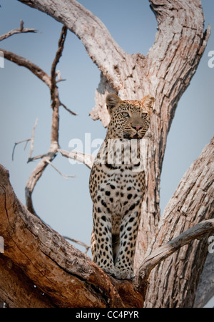 Afrika-Botswana-Tuba Baum-Leopard stehend im Baum (Panthera Pardus) Stockfoto