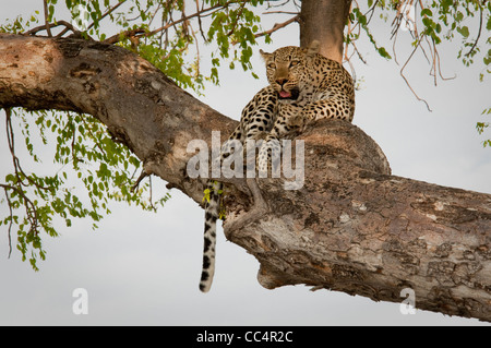 Afrika Botswana Tuba Baum-Leopard im Baum (Panthera Pardus) liegen Stockfoto