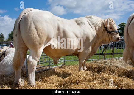 Preisgekrönte Bull Profil der muskulösen Körper Stockfoto