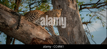 Afrika Botswana Tuba Baum-Leopard sitzt im Baum, auf der Suche (Panthera Pardus) Stockfoto