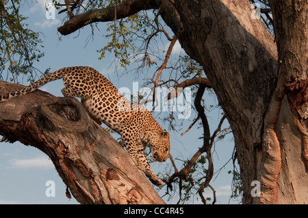 Afrika Botswana Tuba Baum-Leopard (Panthera Pardus) Baum klettern Stockfoto