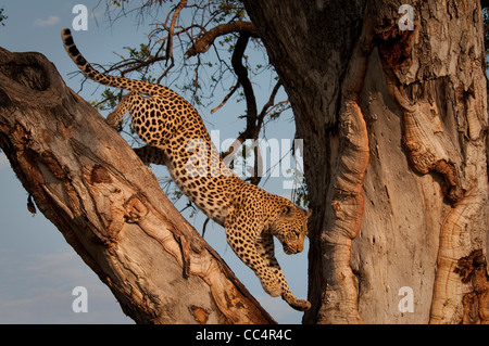 Afrika Botswana Tuba Baum-Leopard (Panthera Pardus) Baum springen Stockfoto