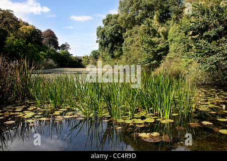 Sonnendurchflutetes üppigen grünen Seerosenteich mit Steinbrücke in Ferne Stockfoto