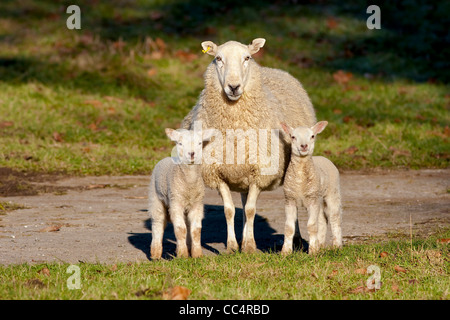 Wachsamen Mutter Schaf mit zwei Lämmern Stockfoto